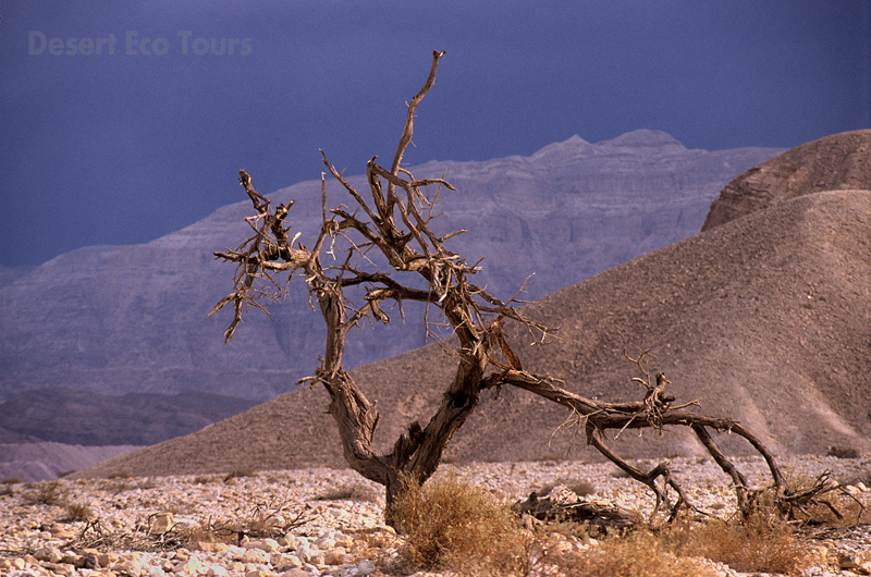 The Timna Valley- Eilat Mts